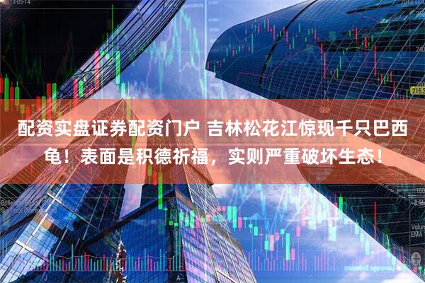 配资实盘证券配资门户 吉林松花江惊现千只巴西龟！表面是积德祈福，实则严重破坏生态！